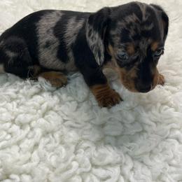 Dolly - Dapple female Dachshund puppy in Council Hill, Oklahoma from Rocky Springs Ranch