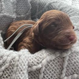 Gray - Red  male Poodle puppy in Lima, Ohio from Buckeye Red Standard Poodles
