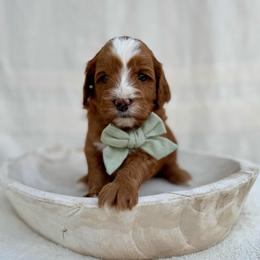 Cocoa - Red  male Goldendoodle puppy in Rio Linda, California from Plush Doodles