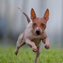 Schnitzel - American Hairless Terrier
