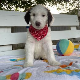 Sheepadoodle Puppies from Pawsome Doodle Haven