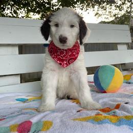 Sheepadoodle Puppies from Pawsome Doodle Haven