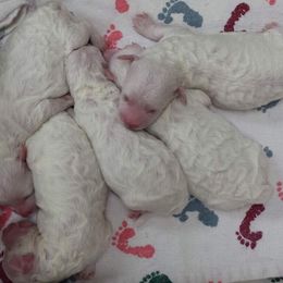 Bichon Frise puppies from Patchwork Bedlington Terriers and Bichon Frise