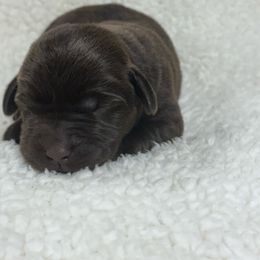 Boy 5 - Chocolate male Labrador Retriever puppy in Stuart, Virginia from Russell Creek Labradors