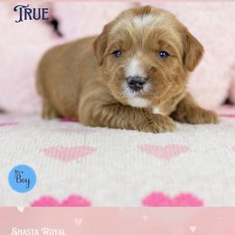 True - Red male Australian Labradoodle puppy in Redding, California from Shasta Royal Monroe Puppies