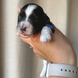 Blue - Black and white male Havanese puppy in Silverton, Oregon from PNW Havanese