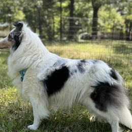 Stormy - Shetland Sheepdog