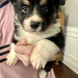Blue Collar Boy Buddy - Black and tan male Pembroke Welsh Corgi puppy in Paris, Kentucky from Flat Run Corgis