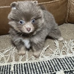 Girl 1 - Pomeranian puppy in Muskogee, Oklahoma from Wonderlust Pomeranians