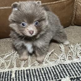Girl 1 - Pomeranian puppy in Muskogee, Oklahoma from Wonderlust Pomeranians