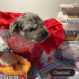 Custard - Merle female Great Dane puppy in Salem, Oregon from Gigantes de Cervantes