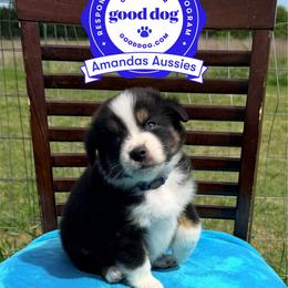 BTM Blue collar - Black tri-color male Australian Shepherd puppy in Greenville, Texas from Amandas Aussies