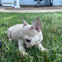 Macy - Fawn female French Bulldog puppy in Seneca, South Carolina from Burrell’s Bulldog Kingdom