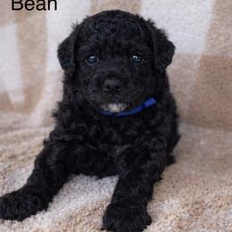 Bean - Black male Bernedoodle puppy in Gilbert, Arizona from LittleLegacyDoodles