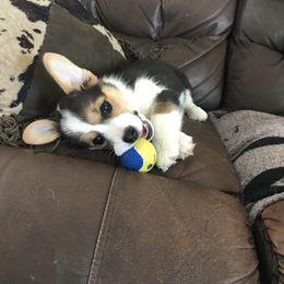 Pembroke Welsh Corgi Puppies from Rockin’ H Corgis