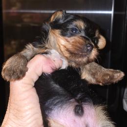 King - Blue and gold male Yorkshire Terrier puppy in Yucca Valley, California from Deborah Punjak's Yorkshire Terriers