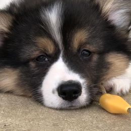 Pembroke Welsh Corgis from Tina Bible's Pembroke Welsh Corgis