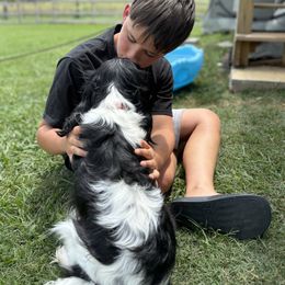 Cavalier King Charles Spaniel Puppies from Reynolds Farms Cavaliers