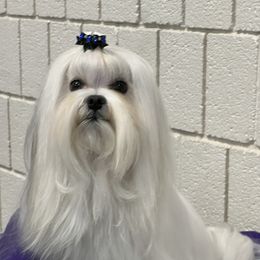 Coco Davinci - Maltese