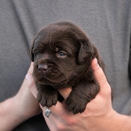 Hercules Mulligan - Chocolate male Labrador Retriever puppy in Morriston, Florida from Penny Lane Labradors
