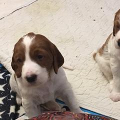 Irish Red and White Setter Puppies from Waidman IRWS