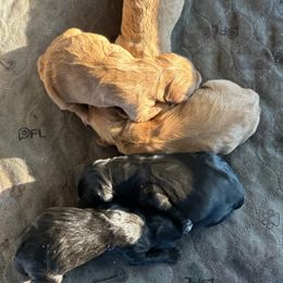 Goldendoodle Puppies from Laney Family Farms