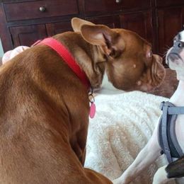 Boston Terriers from Sage’s Boston Terriers