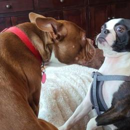 Boston Terriers from Sage’s Boston Terriers