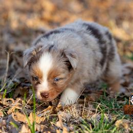 Miniature American Shepherd, Miniature Australian Shepherd, and Toy Australian Shepherd Puppies from Best Little Aussies