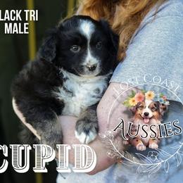 Cupid - Black tri male Miniature American Shepherd puppy in Ferndale, California from Lost Coast Aussies
