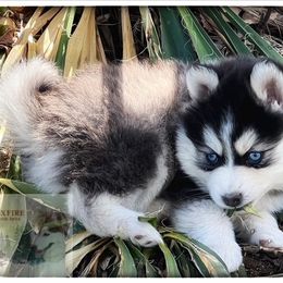 Pomsky Puppies from Foxfire Arctic Spitz