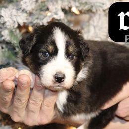Doc - Black tri-color male Australian Shepherd puppy in Keytesville, Missouri from Dogwood Lane Canine