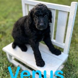 Venus - Black female Poodle puppy in Ardmore, Oklahoma from Green Acres