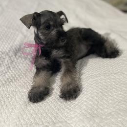 Rumí - Salt and pepper female Miniature Schnauzer puppy in San Diego, California from KMS-Miniature Schnauzers