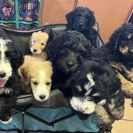 Bernedoodles from Bernedoodles By The Sea