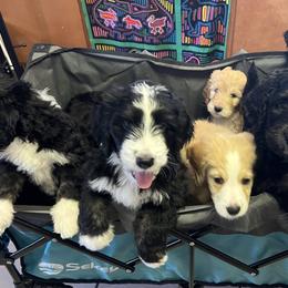 Bernedoodles from Bernedoodles By The Sea