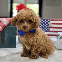 Teddy AKC - Red  male Poodle puppy in Weston, Florida from Miami Toy Poodles