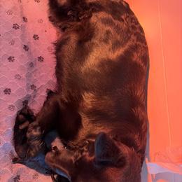 Dk Green - Black male German Shepherd puppy in Puyallup, Washington from Majestic Royal German Shepherd’s