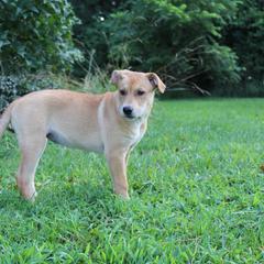 Carolina Dog Puppies from Williams Sweet Carolina