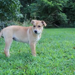 Carolina Dog Puppies from Williams Sweet Carolina