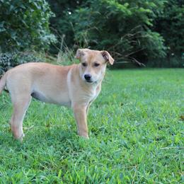 Carolina Dog Puppies from Williams Sweet Carolina