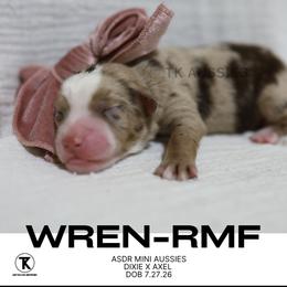 Red Merle Female - Red merle female Miniature Australian Shepherd puppy in Nacogdoches, Texas from TK Standard, Mini, & Toy Aussies