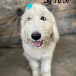 Goldendoodle Puppies from gwen odonell