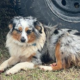Haus - Miniature Australian Shepherd