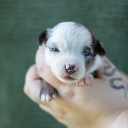 Spectre - Blue merle female Miniature American Shepherd puppy in Olive Hill, Kentucky from SaturnMoon MAS & BC