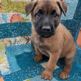 Boy 2 - Mahogany male Belgian Malinois puppy in Paynes Corner, Virginia from Von-Zito Belgian Malinois