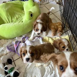 Cavalier King Charles Spaniel puppies from Cynthia's Cavaliers