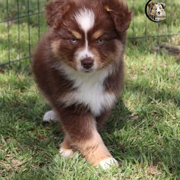 Aussiedoodle, Australian Shepherd, Miniature Australian Shepherd, and Toy Australian Shepherd Puppies from 3Laussies