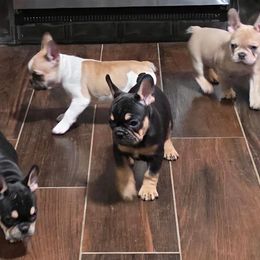 French Bulldog and Shih Tzu Puppies from Lynne's Frenchie Tzu