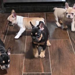 French Bulldog and Shih Tzu Puppies from Lynne's Frenchie Tzu